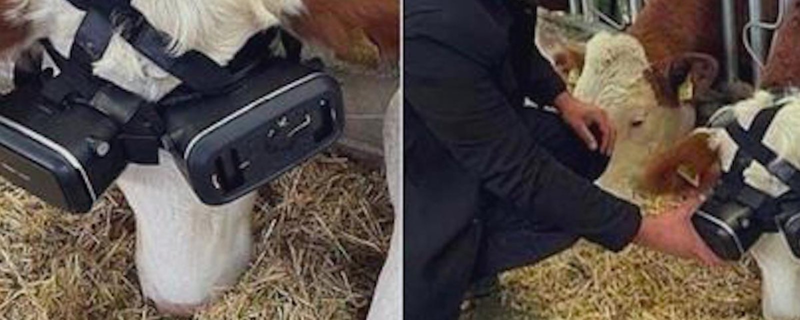 Insolite: Il met des lunettes de réalité virtuelle à ses vaches pour récolter plus de lait