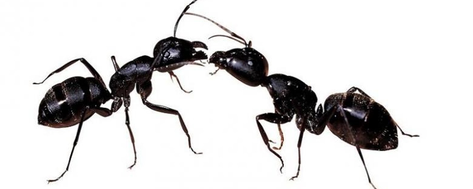 5 trucs pour se débarrasser des fourmis!