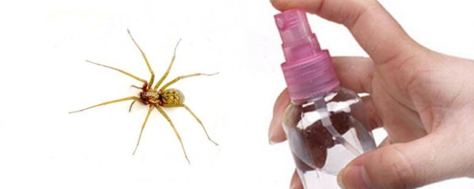 Comment garder les araignées loin de la maison! 