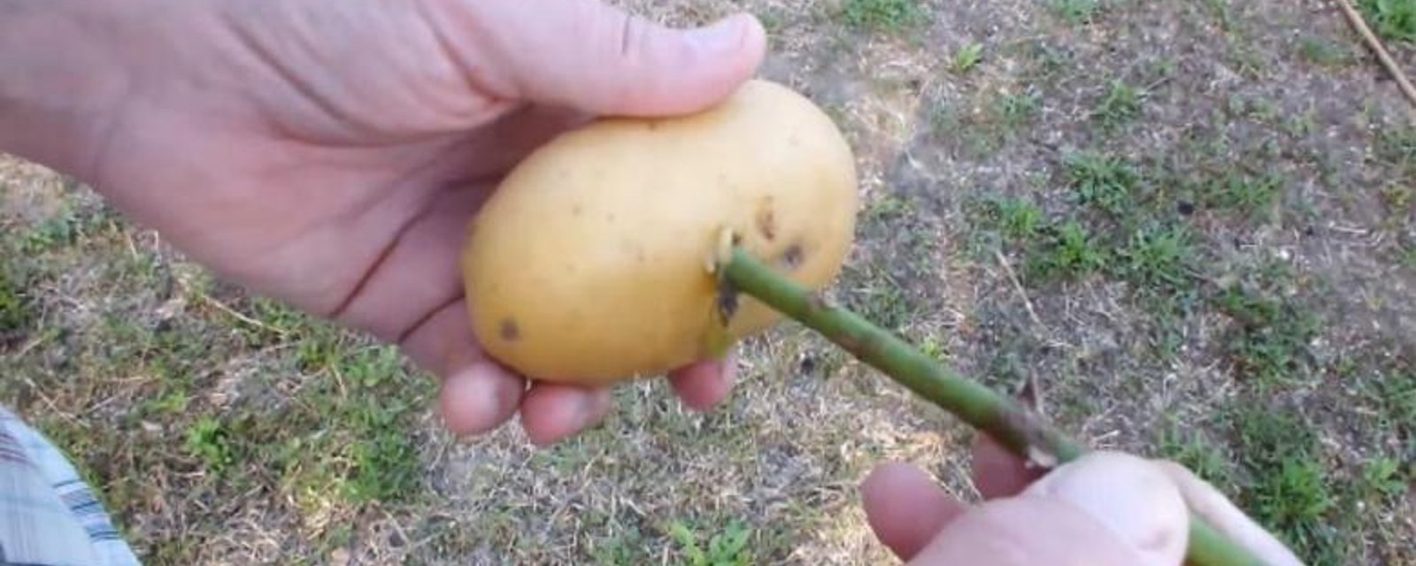 Il insère une tige dans une pomme de terre. Quelques semaines plus tard, le résultat est magnifique! 