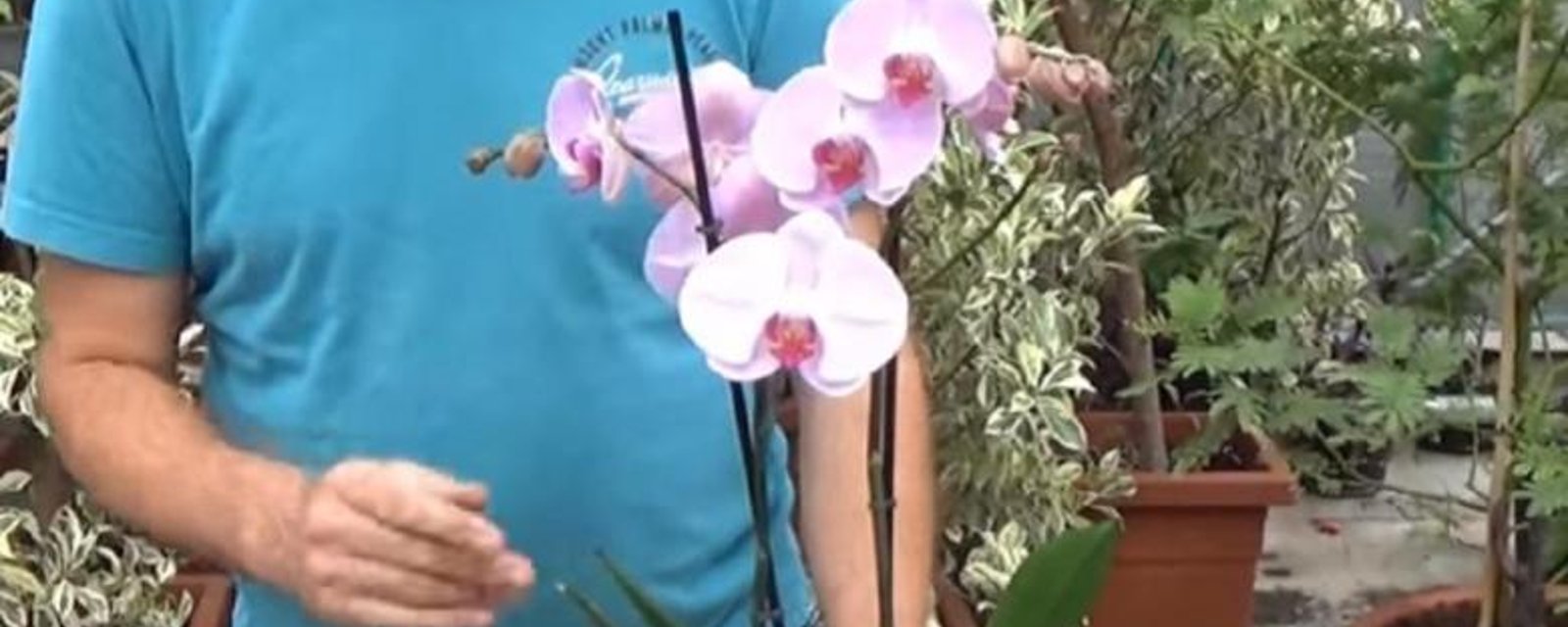 Comment faire refleurir une orchidée! Il vous montre ce qu'il faut faire! 