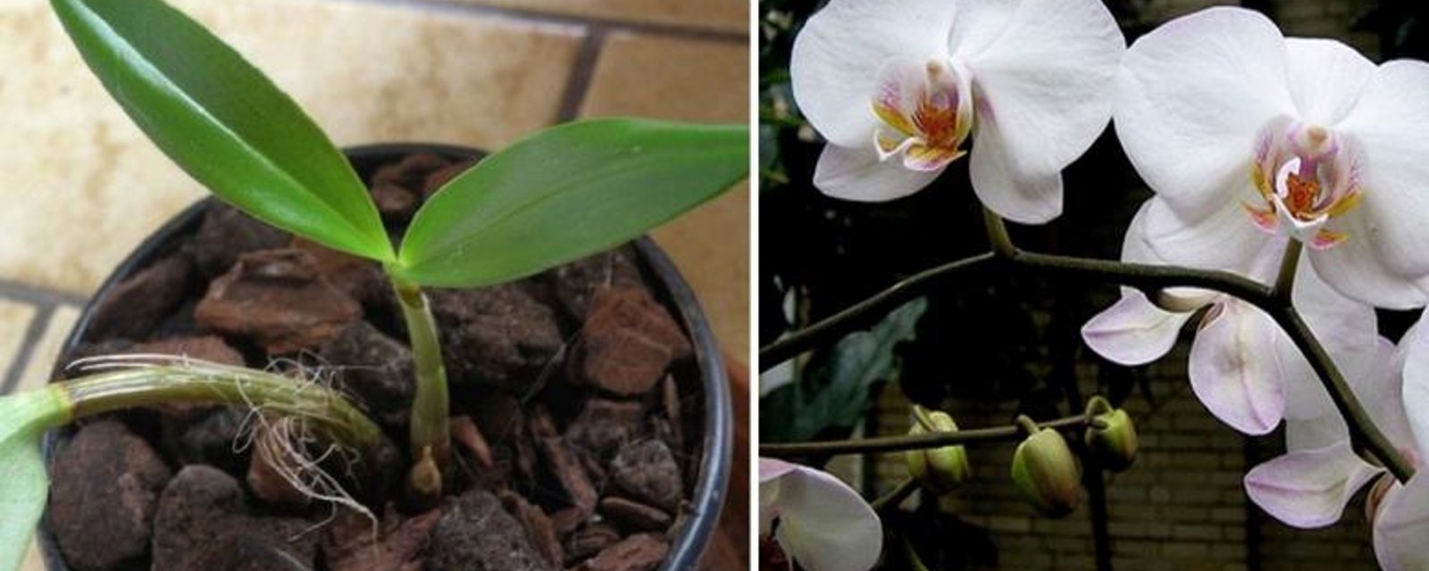 5 Secrets de base pour faire fleurir une orchidée fanée! 