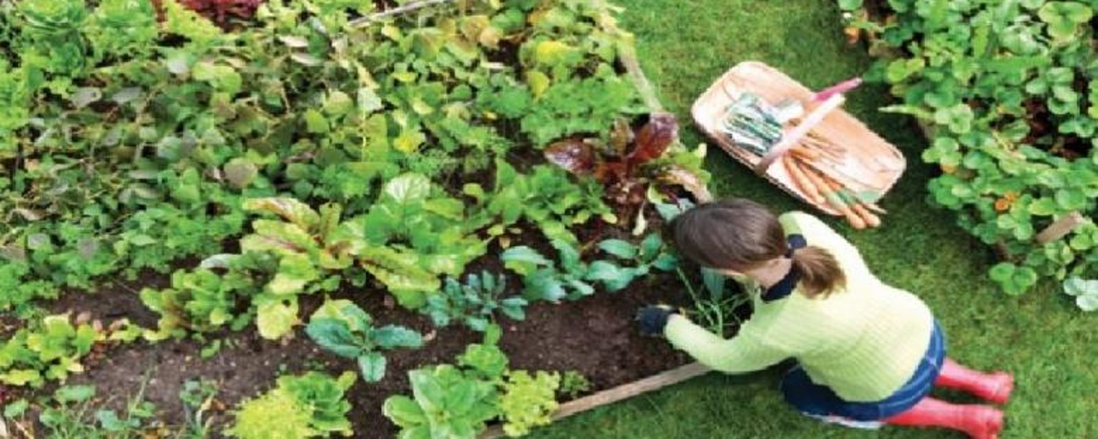 Fertilisez votre jardin sans compost ni produits chimiques avec 3 choses que vous avez à la maison