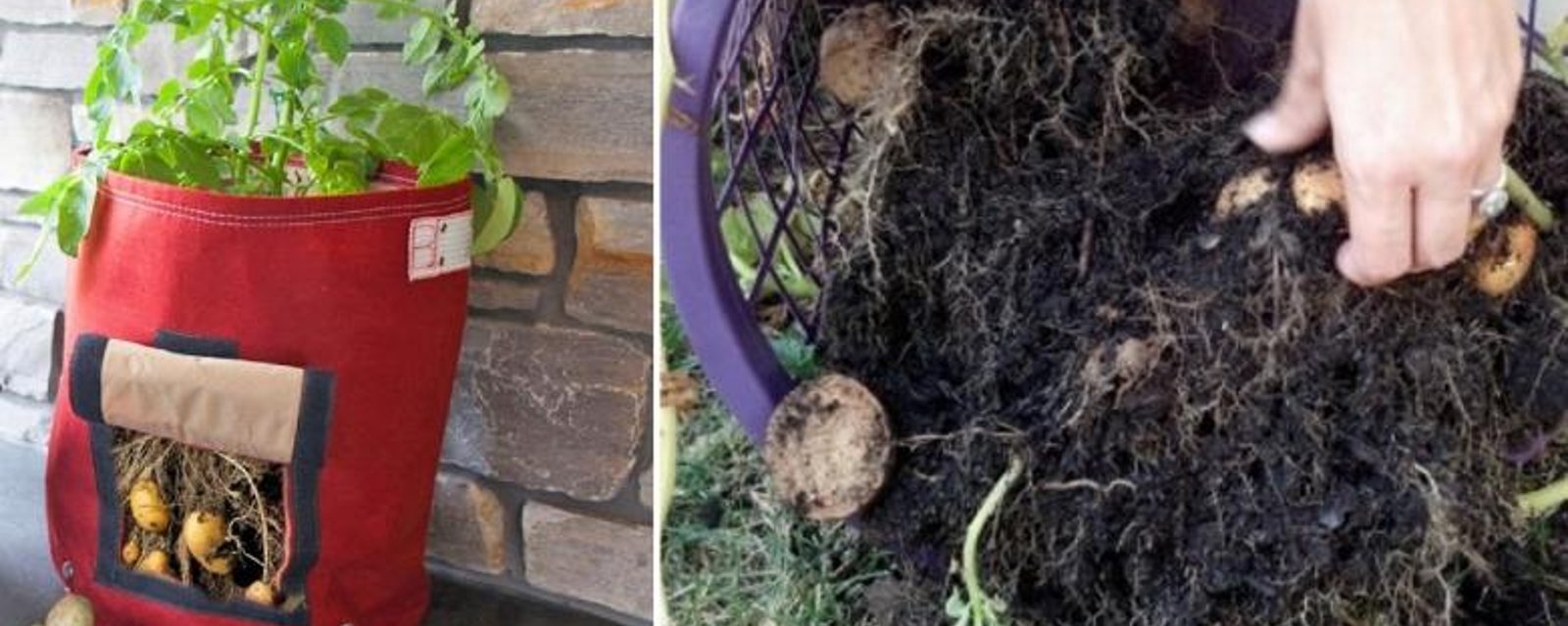 Comment faire pousser des pommes de terre rapidement et facilement, même sans jardin! 