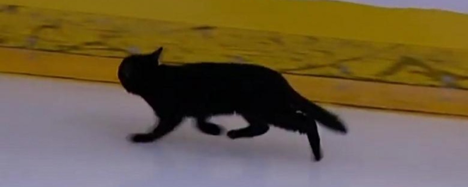 Black cat run across an NHL ice surface during warm ups.