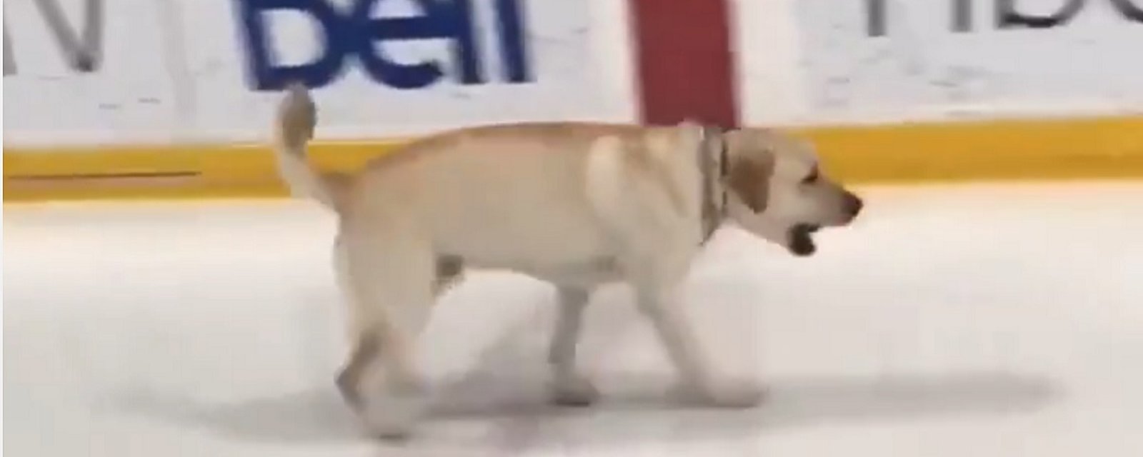 Dog makes his way onto the ice during NHL practice on Monday.