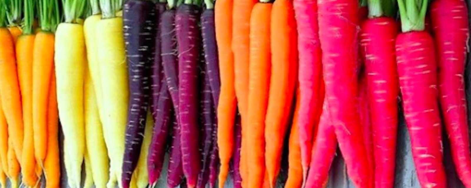 Les carottes arc-en-ciel aux couleurs vives sont la nouvelle tendance  jardinage 