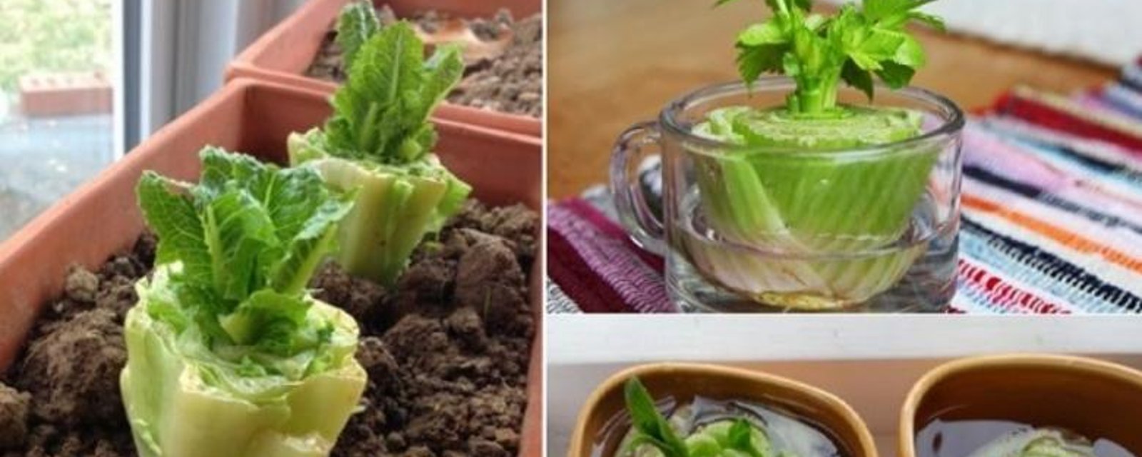 10 légumes qui repoussent à partir d'eux-mêmes