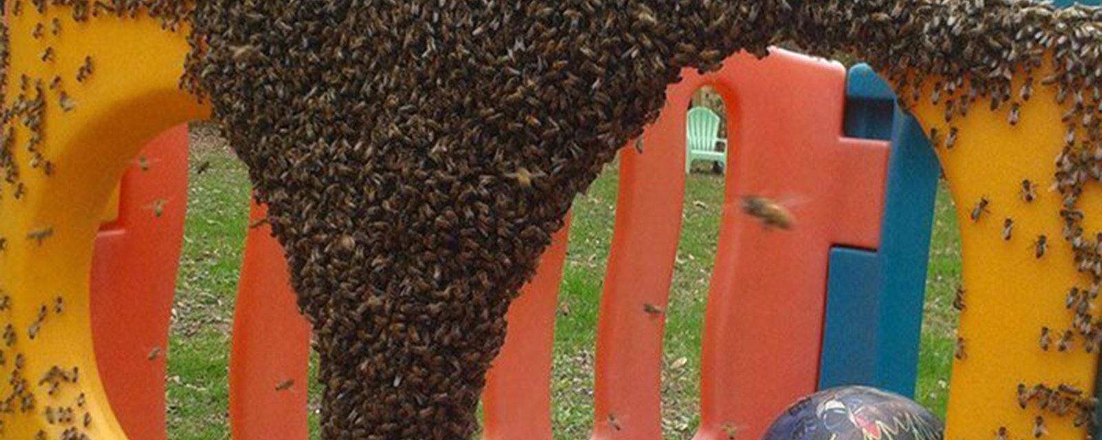 Une Québécoise lance un important avertissement si vous tombez sur un essaim d'abeilles. 