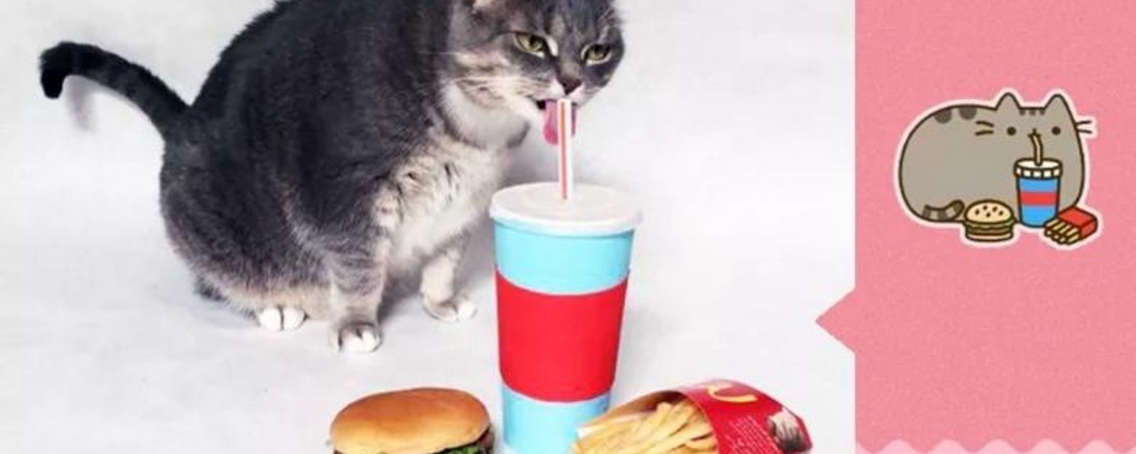 Un québécois reproduit les autocollants Facebook avec sa chatte obèse!