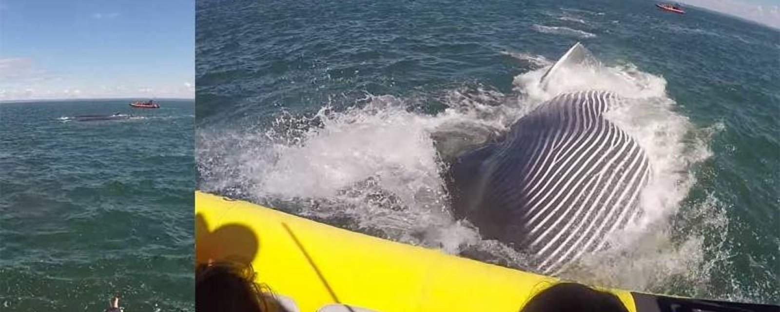 Une baleine provoque la terreur de touristes français sur le fleuve St-Laurent!