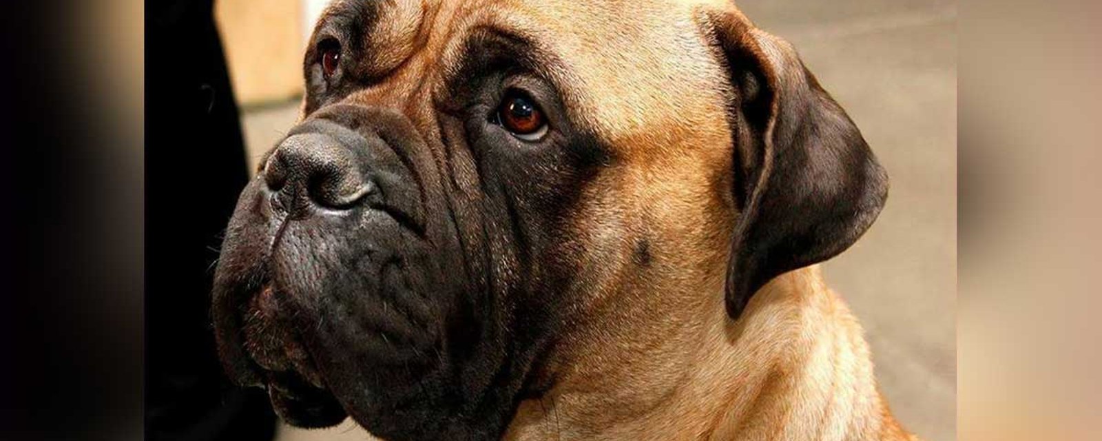 Le chien d'un célèbre animateur québécois battu à mort...