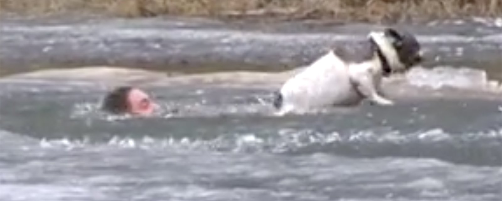 Un courageux Canadien tente de sauver son chien de la noyade | DERNIÈRE HEURE