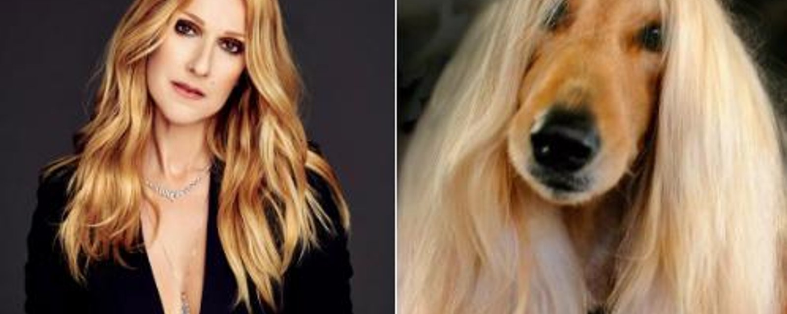 Des photos d'un chien qui ressemble comme deux gouttes d'eau à Céline Dion deviennent virales
