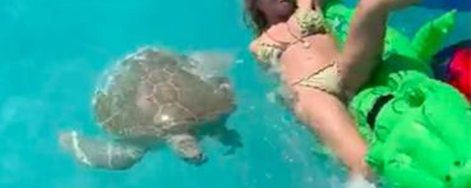 Cette mannequin en bikini frôle la catastrophe, elle se fait attaquer par une tortue géante