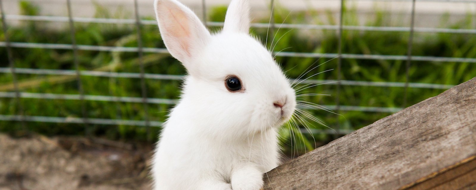 Plusieurs lapins cherchent une famille à la SPCA de Montréal et l’adoption est actuellement gratuite