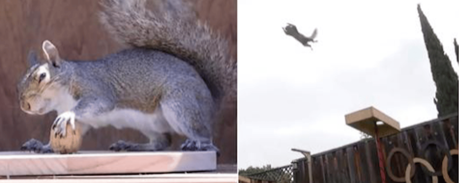 Il a crée des épreuves olympiques pour les écureuils qui visitent son jardin