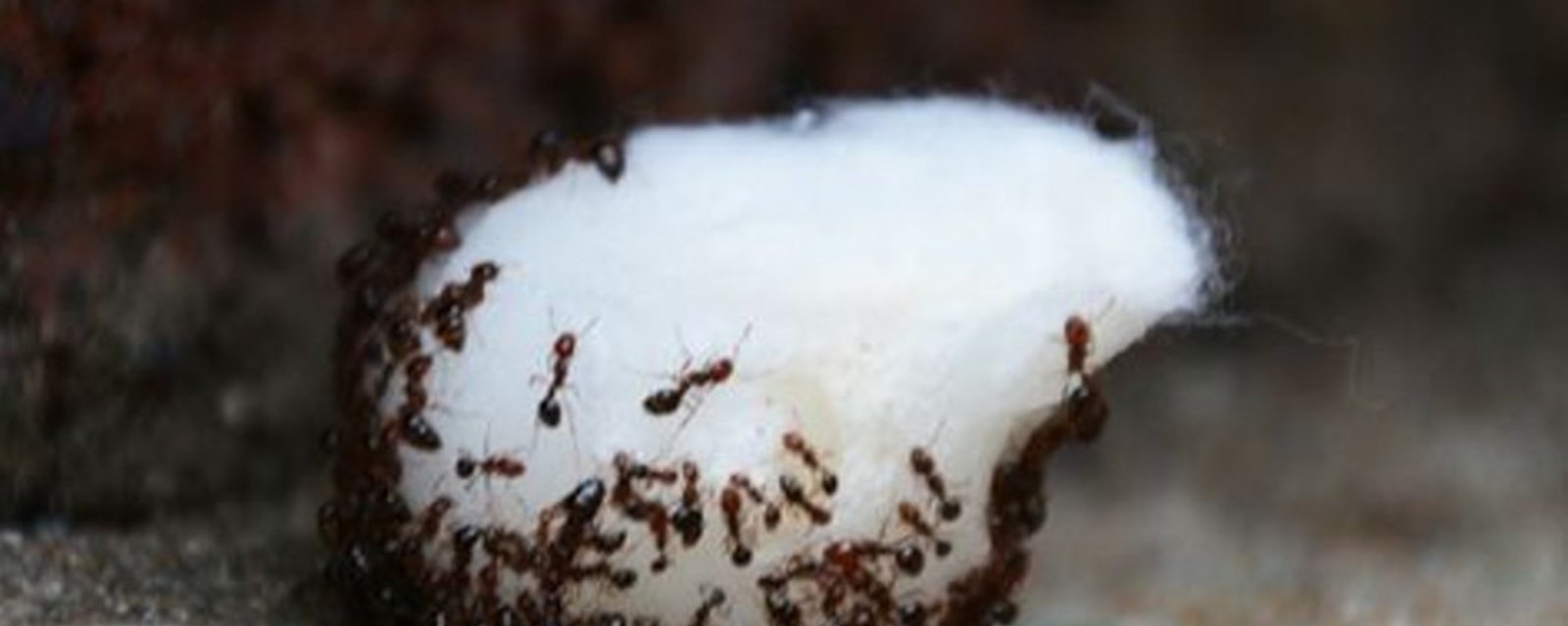 L’astuce facile pour repousser les fourmis de la maison