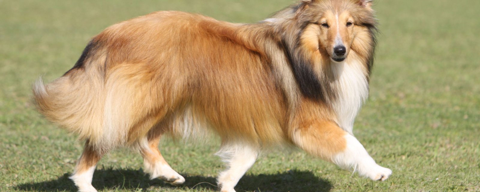 Les 10 races de chiens les plus faciles à éduquer