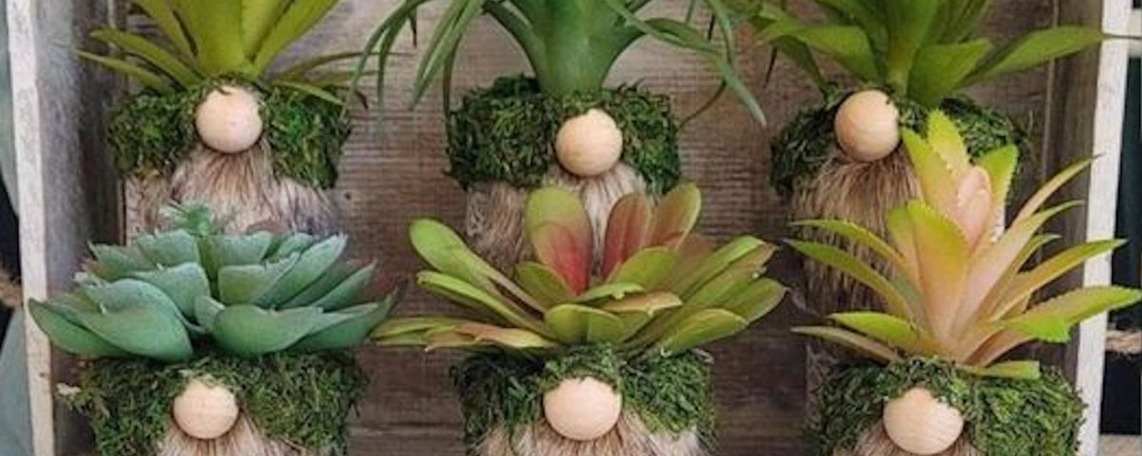 Nouvelle tendance: les gnomes en plantes succulentes!