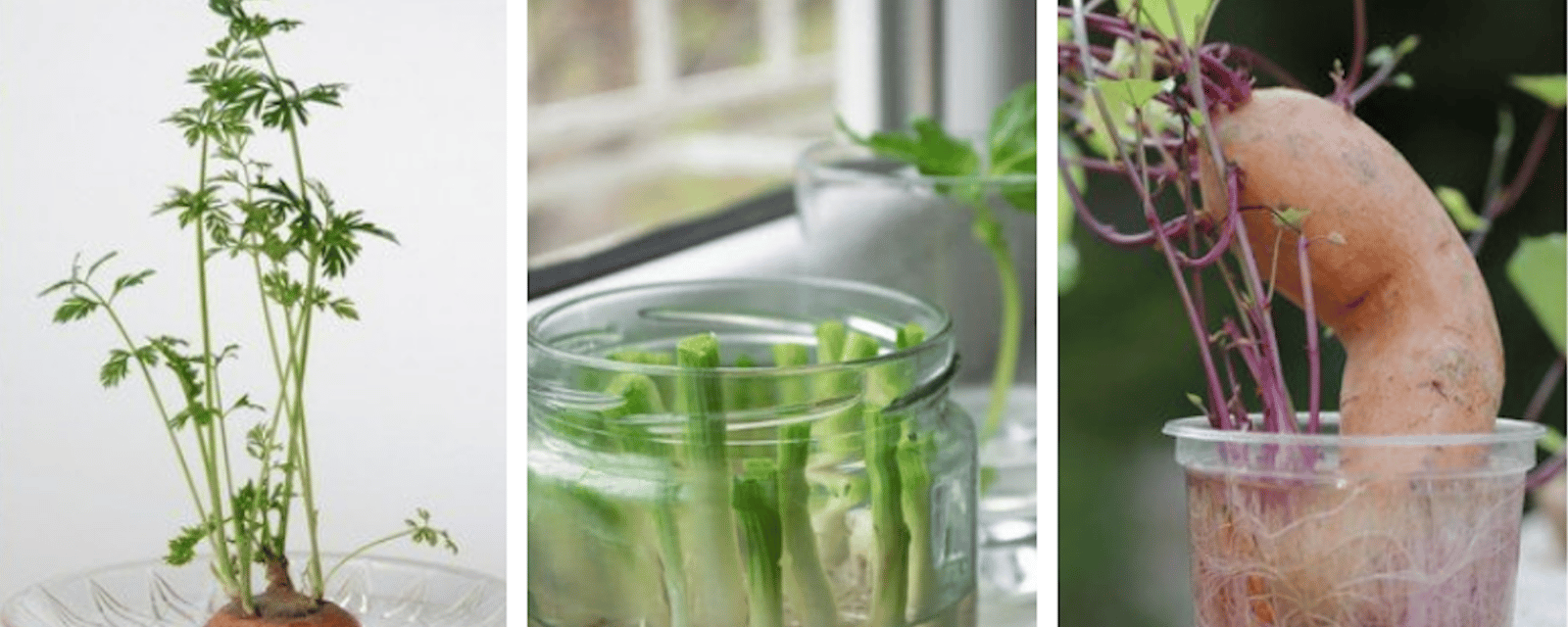 18 légumes et herbes que vous pouvez faire repousser à partir de leurs restes