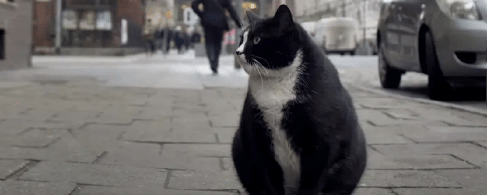 Un gros chat est devenu l'attraction touristique la mieux notée dans une ville