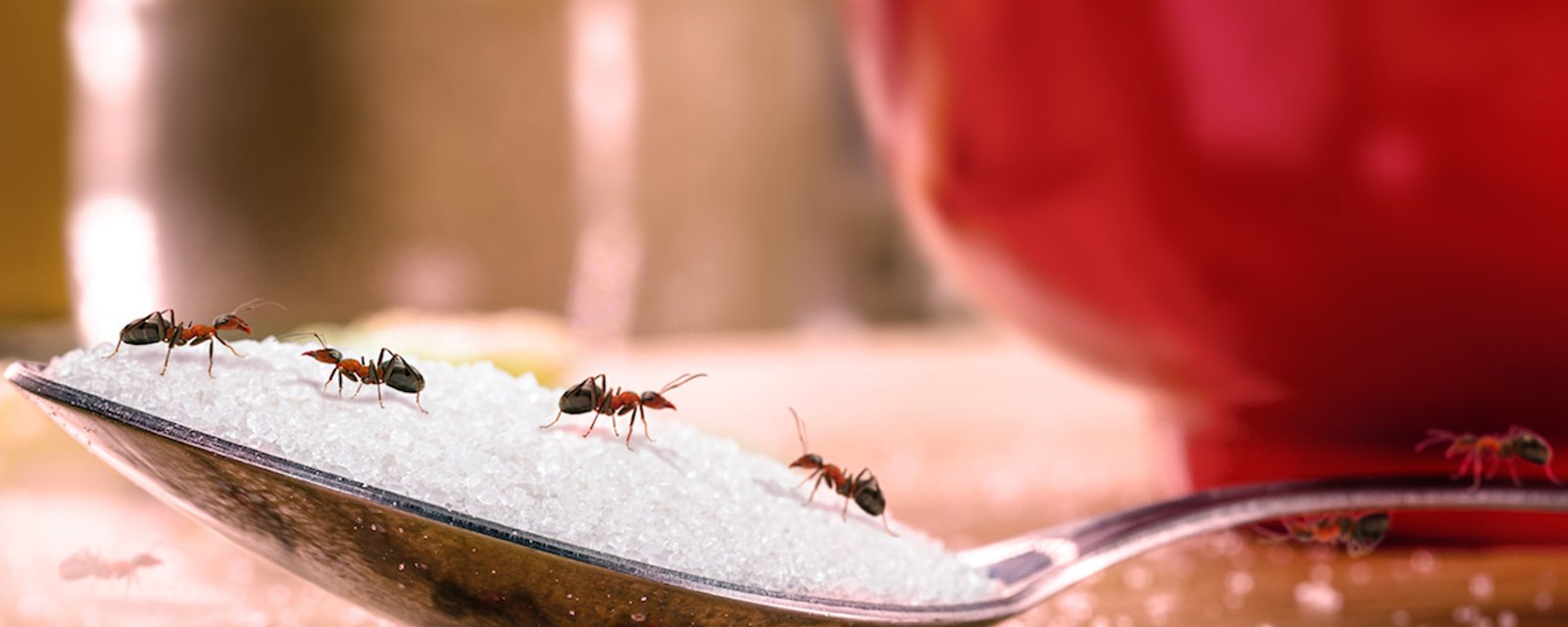 6 trucs naturels pour dire adieu aux fourmis chez vous