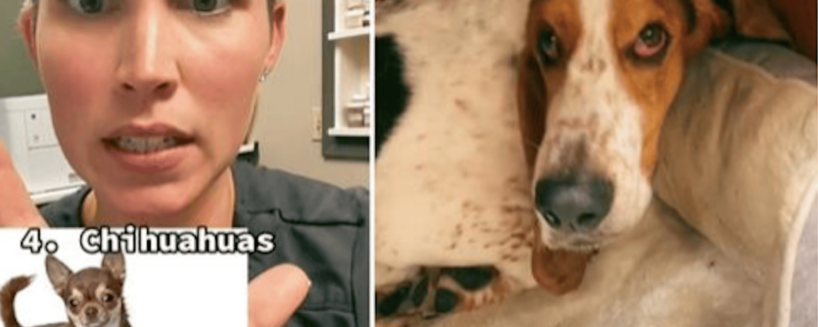 Une vétérinaire devient virale après avoir révélé les meilleures et les pires races de chiens, selon elle