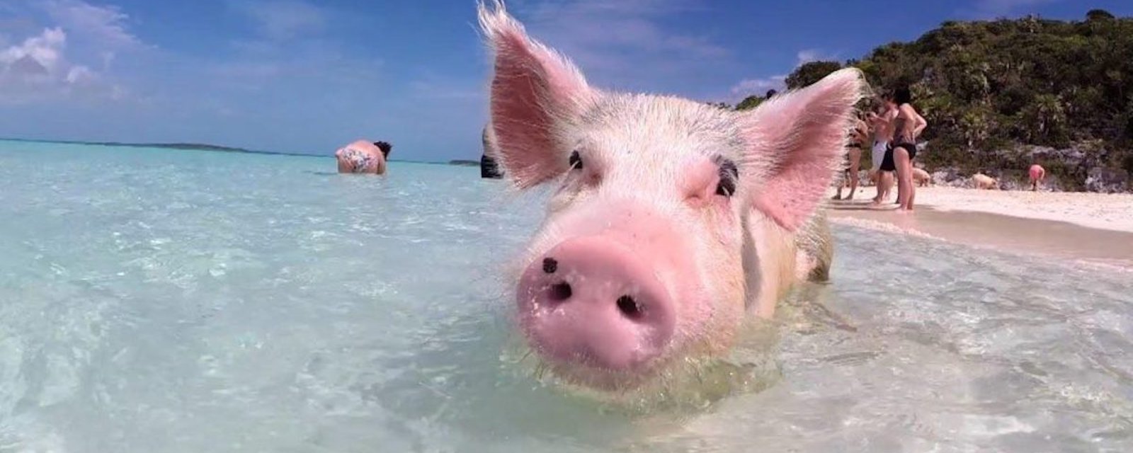 Nager dans les eaux claires des Bahamas… avec des cochons!