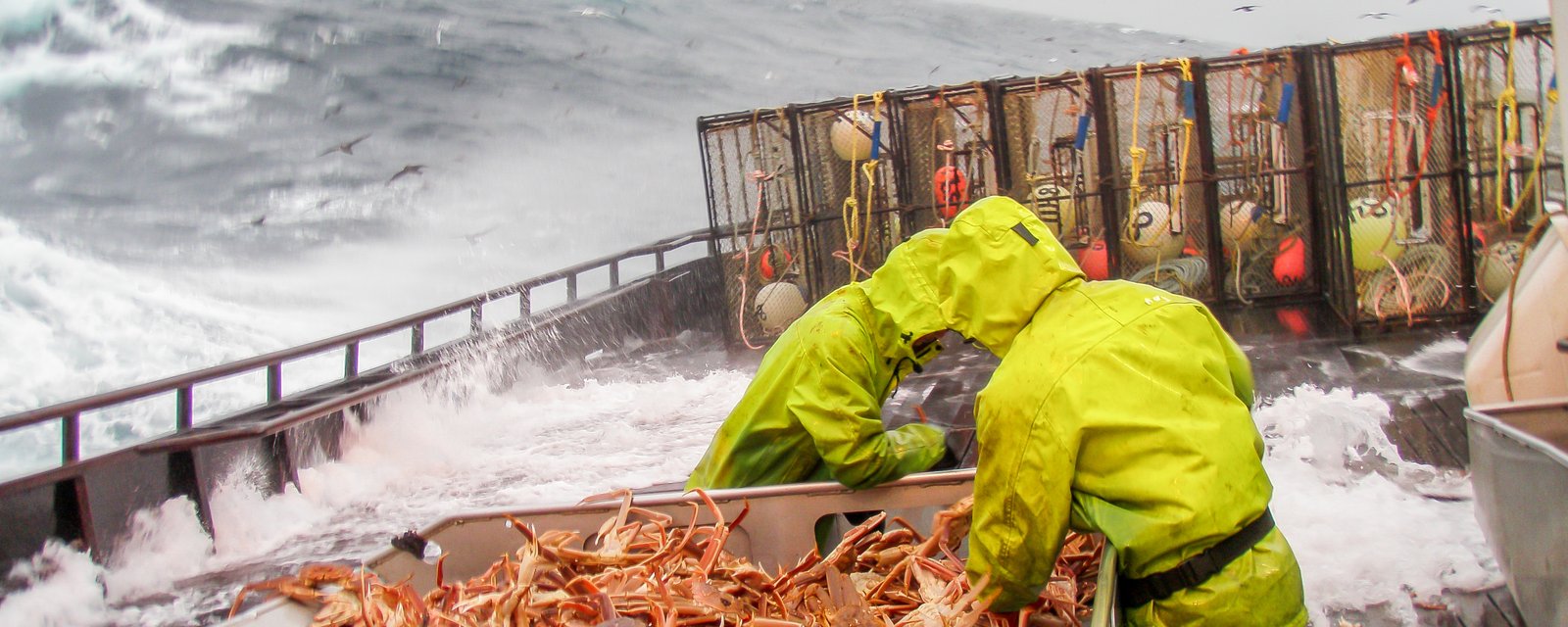 La saison de pêche au crabe des neiges du Golfe du St-Laurent ouvrira cette semaine