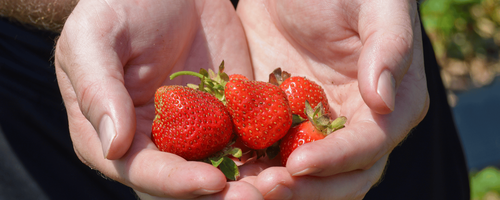 Le casseau de fraises du Québec va être plus petit cet été