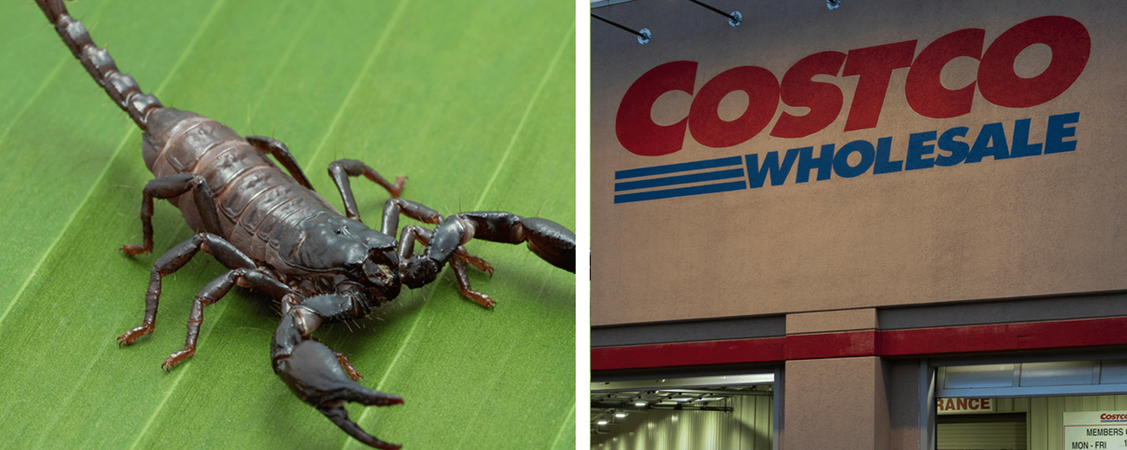 Un homme de Laval piqué par un scorpion caché dans ses bananes achetées au Costco