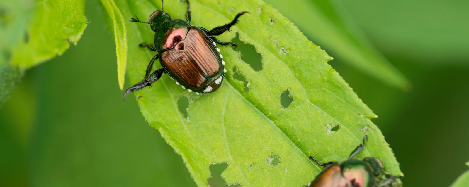 Le printemps approche et les scarabées japonais feront leur retour, voici comment les chasser