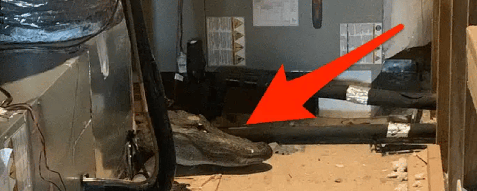 Un inspecteur fait le saut et tombe sur un alligator dans le grenier d'une maison 