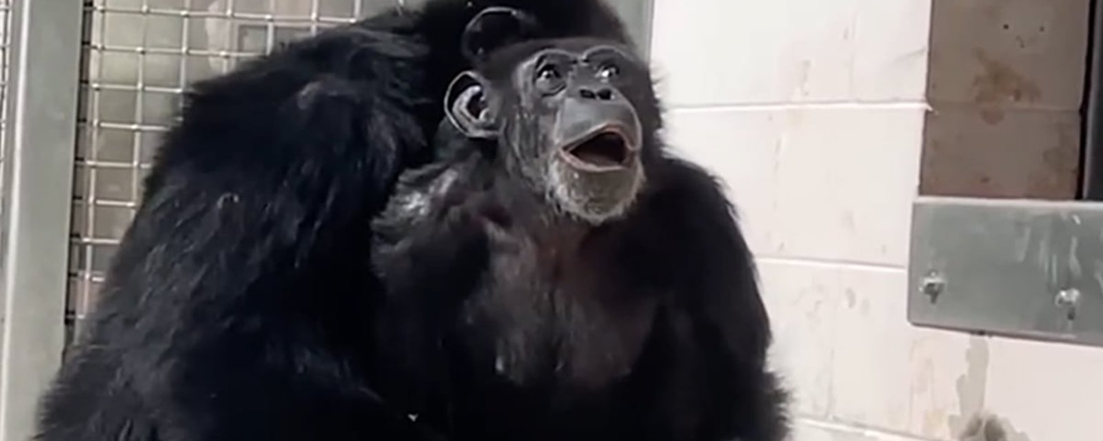 Un chimpanzé qui a passé toute sa vie en cage voit le ciel pour la première fois et sa réaction est incroyable