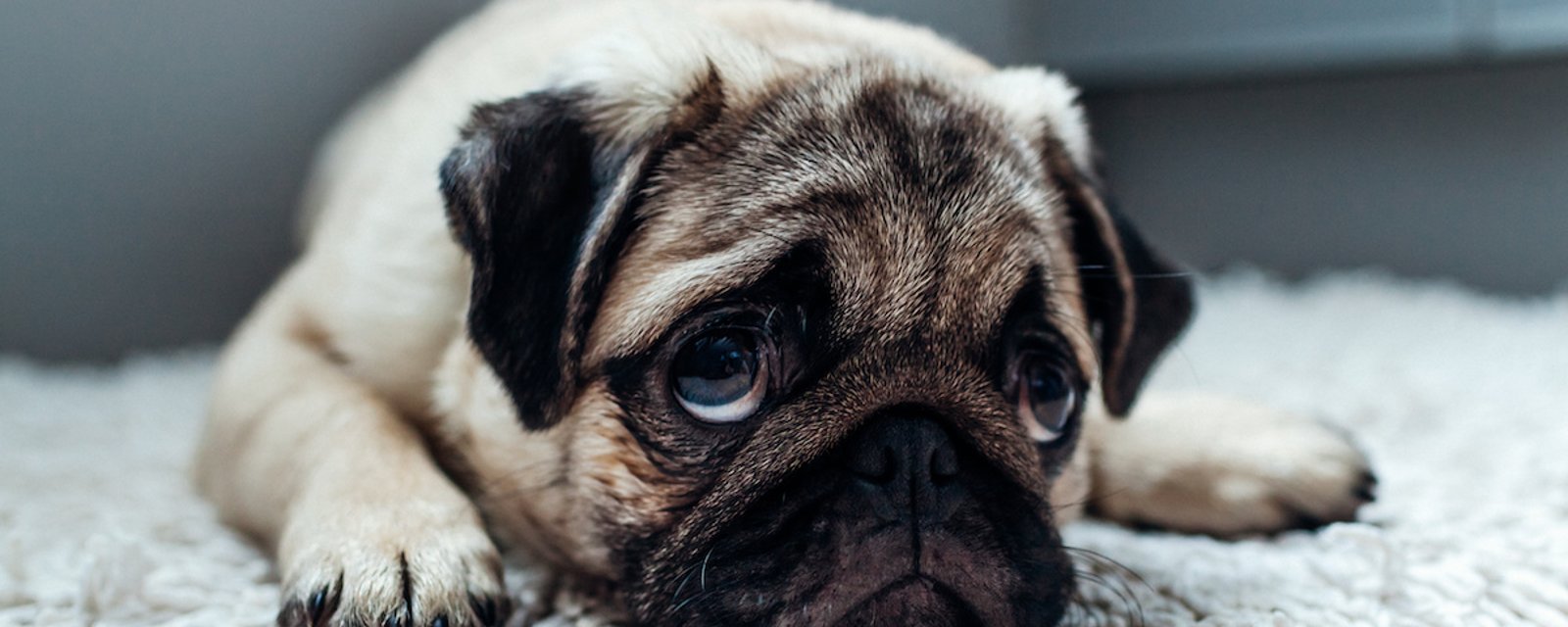 Pendant combien de temps peuton laisser un chien seul? Pas Bêtes Du Tout