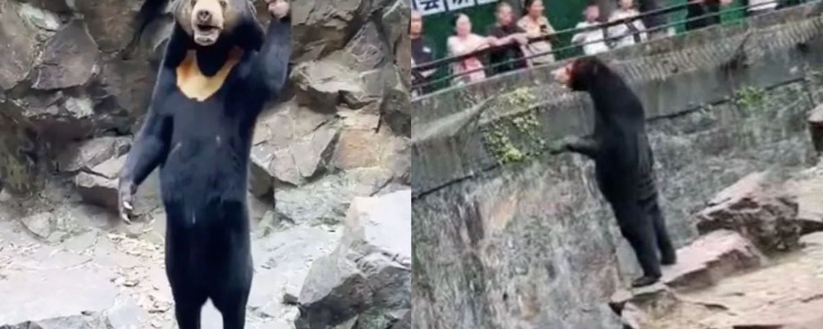 La vidéo et la photo d’un ours dans un zoo sèment la confusion chez les internautes
