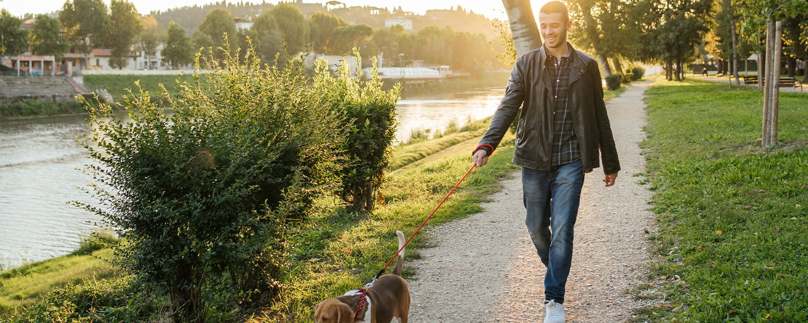 Comment dresser son chien à marcher en laisse : guide complet