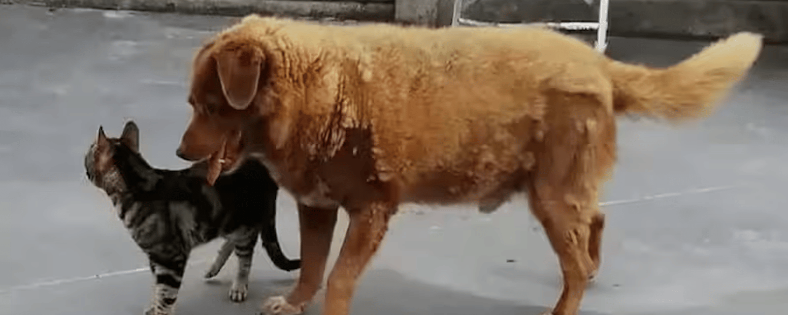 Le plus vieux chien du monde vient de célébrer ses 31 ans