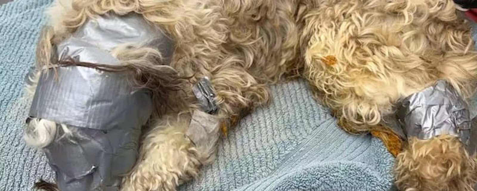 Acte de cruauté sans nom: un chien  a été trouvé dans une poubelle recouvert de ruban adhésif 