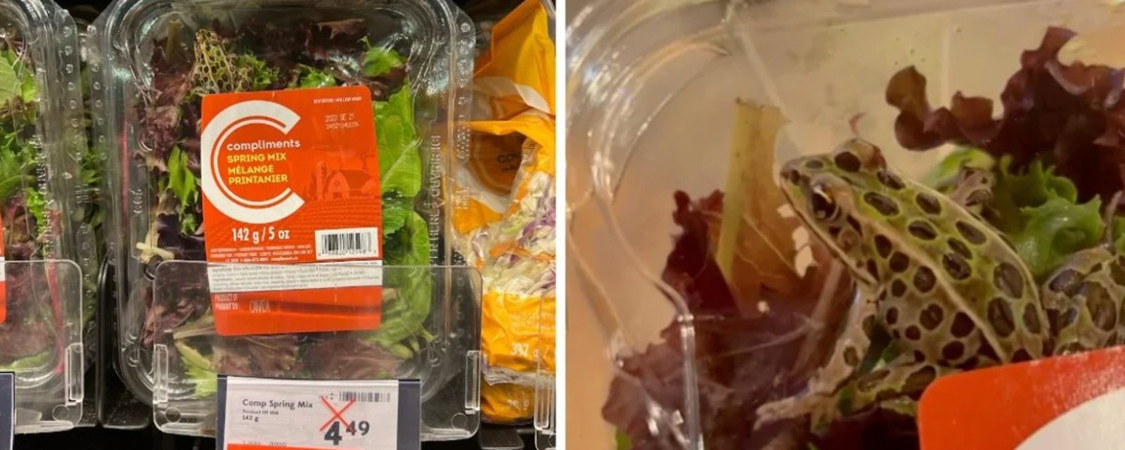 Une cliente d'une épicerie trouve une grenouille vivante dans un emballage de salade 