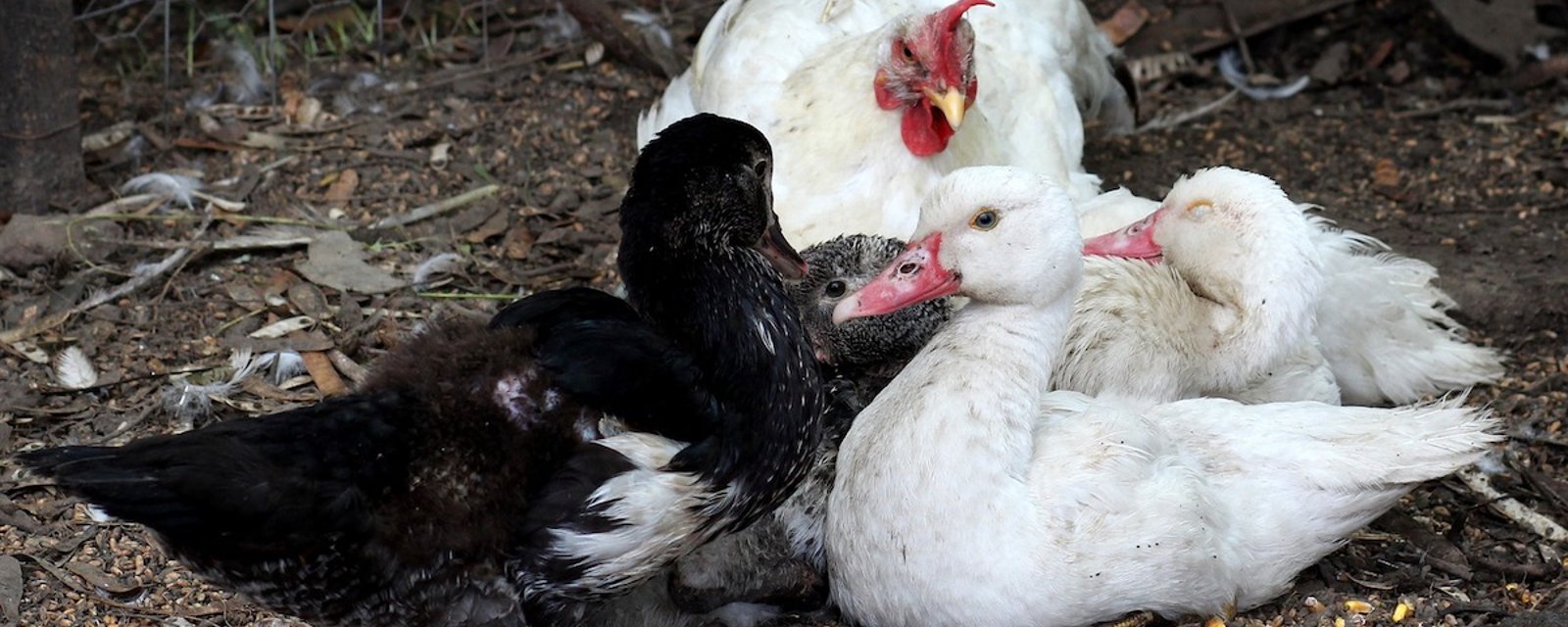 La grippe aviaire touche deux élevages de volailles en Estrie