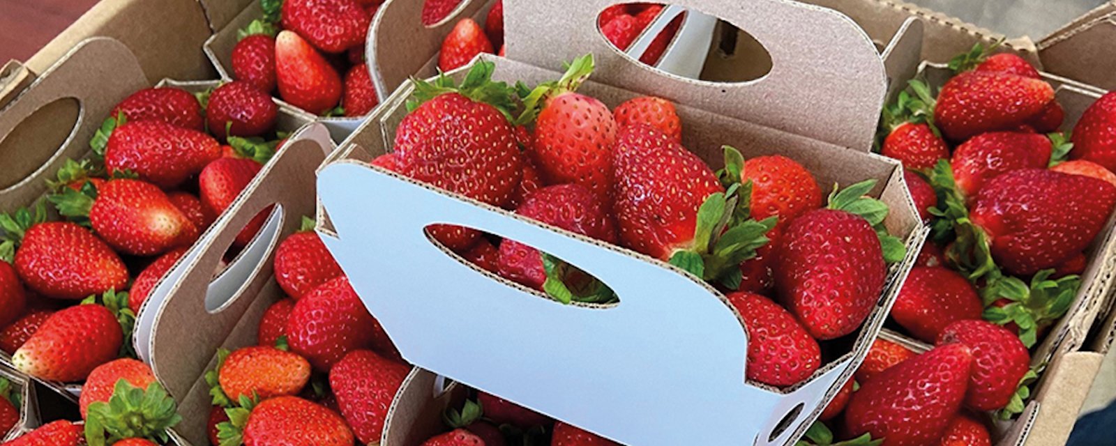 Le nouveau format des contenants de fraises du Québec risque de ne pas plaire à tout le monde