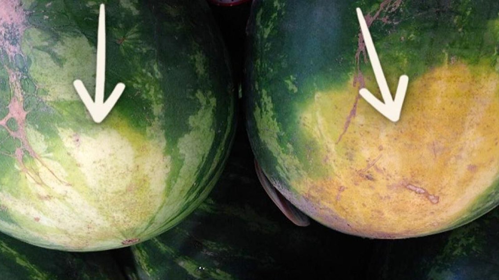 Un fermier expérimenté révèle les 5 choses qu'il faut regarder pour acheter le melon d'eau parfait.
