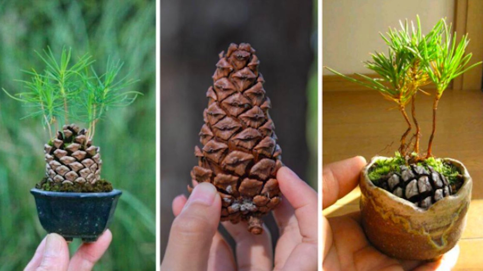 Apprenez à faire pousser un pin miniature avec une pomme de pin