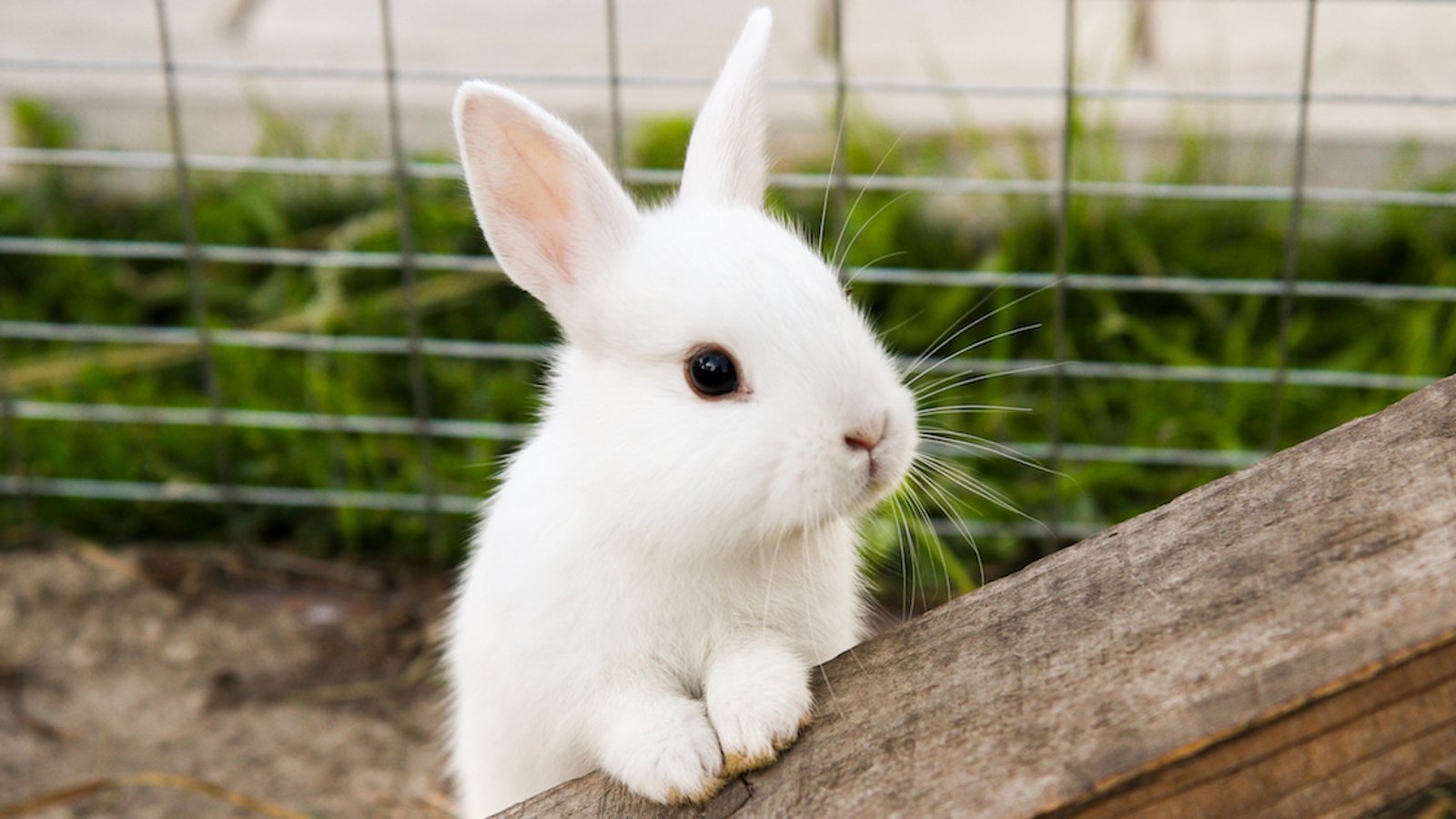 Plusieurs lapins cherchent une famille à la SPCA de Montréal et l’adoption est actuellement gratuite