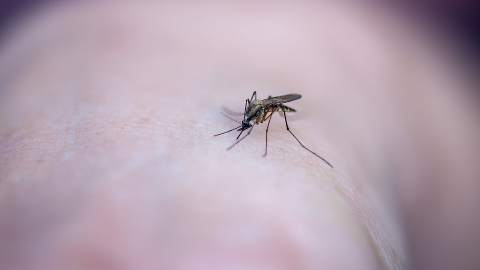 Selon un spécialiste, on devrait voir moins de moustiques cet été