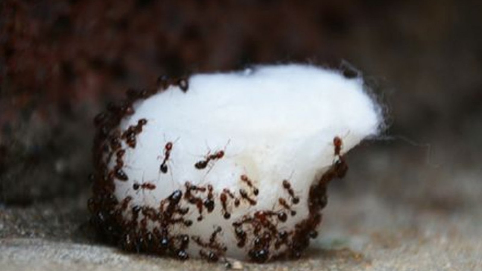 L’astuce facile pour repousser les fourmis de la maison
