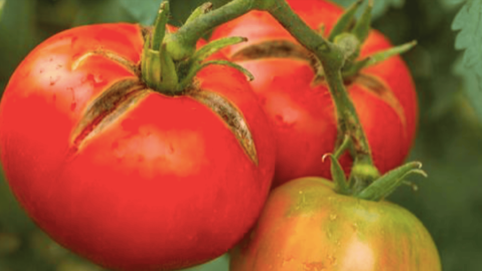 Pourquoi vos tomates se fendent +  3 conseils pour empêcher ça