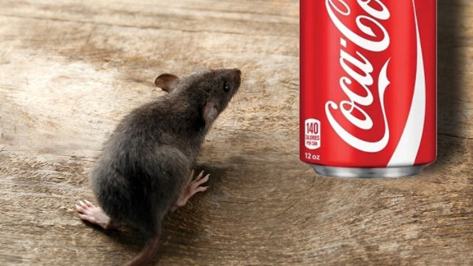 Des gens ont trouvé une méthode inusitée pour tuer les rats et les souris